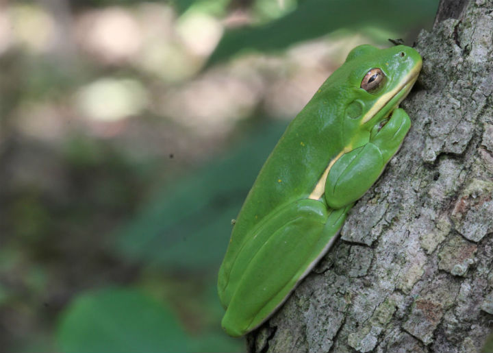 Green Treefrog